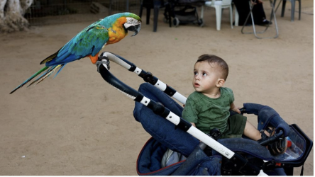 gaza